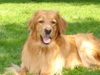 Hovawart Foto: Cliff z Rockova (ID 24751) Hovawart Hund