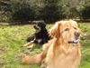 Hovawart Foto: Cynthia und Cliff (ID 20247) Hovawart Hund