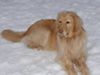 Hovawart Foto: bitte nicht stören (ID 18851) Hovawart Hund