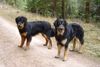Hovawart Foto: Jason und Dustyn, zwei sm-Hovis, 2 einhalb Jahre / 9 Monate alt (ID 7668) Hovawart Hund