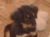 Hovawart Foto: Easy v. Hegebachtal (ID 20415) Hovawart Hund
