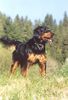 Hovawart Foto: Elvis P. von Aichberg (ID 2030) Hovawart Hund