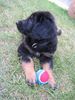 Hovawart Foto: Farah vom Hause Luka (ID 25972) Hovawart Hund