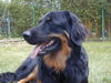 Hovawart Foto: mezzaluna von der marienmühle (ID 24396) Hovawart Hund