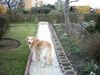 Hovawart Foto: Murphy (ID 11922) Hovawart Hund