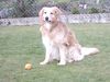 Hovawart Foto: Mein Murphy !!! (ID 11921) Hovawart Hund