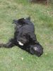 Hovawart Foto: Geena: (ID 20141) Hovawart Hund