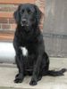 Hovawart Foto: Unsere Geena mal ganz ruhig! Ein seltenes Bild! (ID 20140) Hovawart Hund