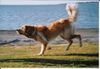 Hovawart Foto: 'Eigentlich sollte ich mal ein Springbock werden' (ID 17470) Hovawart Hund