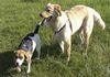 Hovawart Foto: Cato und Beagle Hexe (ID 35158) Hovawart Hund