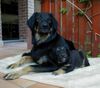 Hovawart Foto: Knuffi! (ID 9881) Hovawart Hund