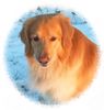 Hovawart Foto: dream (ID 16340) Hovawart Hund