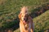 Hovawart Foto: Sunset... (ID 11311) Hovawart Hund
