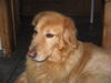 Hovawart Foto: ARCO (Edwin von der Brennheide) (ID 26263) Hovawart Hund