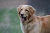 Hovawart Foto: ?! (ID 11312) Hovawart Hund