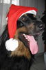 Hovawart Foto: Aik (ID 44861) Hovawart Hund