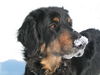 Hovawart Foto: im schnee :-) (ID 27514) Hovawart Hund