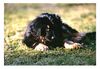 Hovawart Foto: Welpe Leo (ID 10464) Hovawart Hund