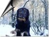 Hovawart Foto: Luca im Winter (ID 12981) Hovawart Hund