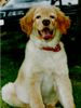 Hovawart Foto: Lucky mit 9 Wochen (ID 21962) Hovawart Hund