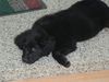 Hovawart Foto: die kleine Luna (ID 13793) Hovawart Hund