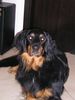 Hovawart Foto: das ist unser süßer familienhund (ID 11706) Hovawart Hund