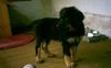 Hovawart Foto: Bonny mit 10 Wochen (ID 11323) Hovawart Hund
