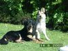 Hovawart Foto: Noah mit Freund Felix (Picard) (ID 22541) Hovawart Hund
