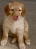 Hovawart Foto: Lucky mit 6 Wochen (ID 21252) Hovawart Hund