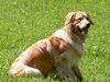 Hovawart Foto: Beethoven von der Zupfinger Taverne alias Lucky (ID 21125) Hovawart Hund