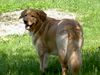 Hovawart Foto: Beethoven von der Zupfinger Taverne alias Lucky (ID 21124) Hovawart Hund