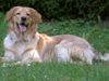 Hovawart Foto: Beethoven von der Zupfinger Taverne alias Lucky (ID 21123) Hovawart Hund