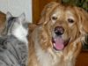 Hovawart Foto: Lucky mit Kater Micky (ID 21415) Hovawart Hund