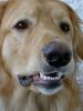 Hovawart Foto: Lucky (ID 21416) Hovawart Hund