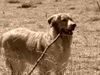 Hovawart Foto (ID 22336) Hovawart Hund