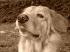 Hovawart Foto (ID 22338) Hovawart Hund