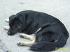 Hovawart Foto: Deé (m;1Jahr) (ID 26233) Hovawart Hund