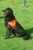 Hovawart Foto: Louis (Rettungshund im Einsatz) (ID 14857) Hovawart Hund