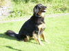 Hovawart Foto: Ronja vom Mövenparadies (2 J.) (ID 26251) Hovawart Hund