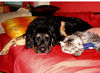 Hovawart Foto: Hovi Santo & BLH Kater Chino (ID 31776) Hovawart Hund