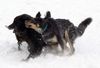 Hovawart Foto: Schneetreiben (ID 18995) Hovawart Hund