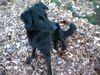 Hovawart Foto: Ist ein Mix.....g*Aber herzallerliebst oder?? (ID 13889) Hovawart Hund