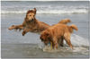 Hovawart Foto: Danja und Giulie von der Tannenmühle (ID 46434) Hovawart Hund
