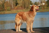 Hovawart Foto: Giulie von der Tannenmühle (ID 46435) Hovawart Hund