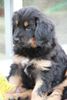 Hovawart Foto: Elliot von der Wassernixe 8 Wochen alt (ID 46427) Hovawart Hund
