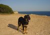 Hovawart Foto: Das A-Team (ID 10995) Hovawart Hund