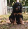 Hovawart Foto: reinrassiger hovawart (ID 12584) Hovawart Hund