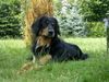 Hovawart Foto: Aika vom Steigerwald 4 Jahre (ID 5619) Hovawart Hund