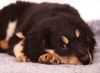 Hovawart Foto: Baika vom Hause Luka mit 9 Wochen (ID 5564) Hovawart Hund