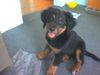 Hovawart Foto: gandalf noch klein! gg (ID 20042) Hovawart Hund